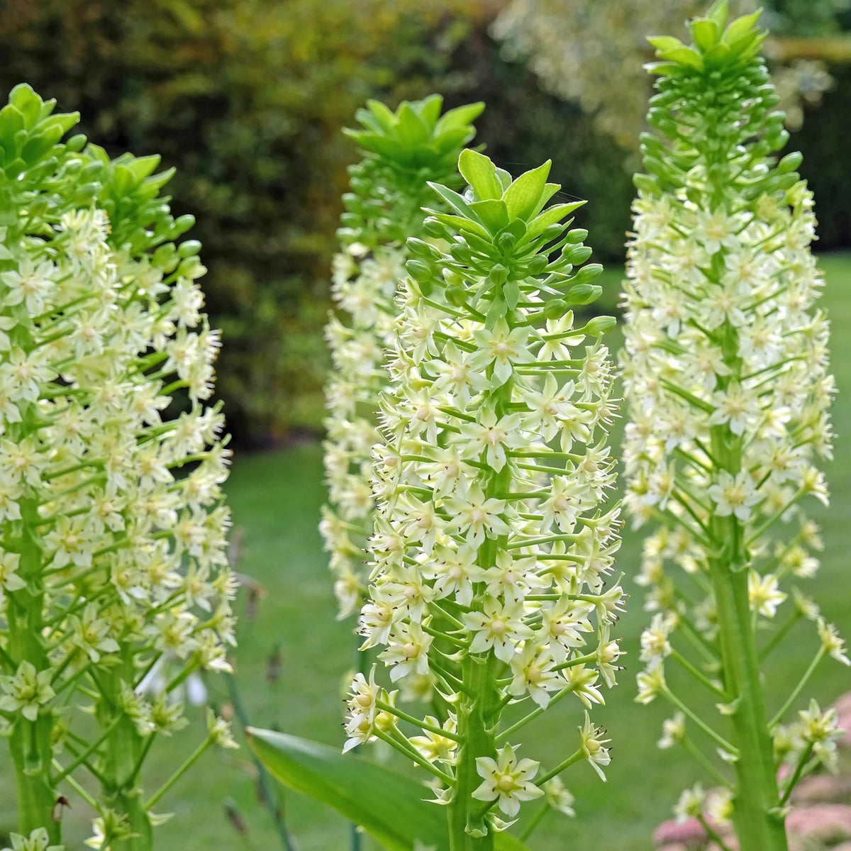 Eucomis Pole Evansii