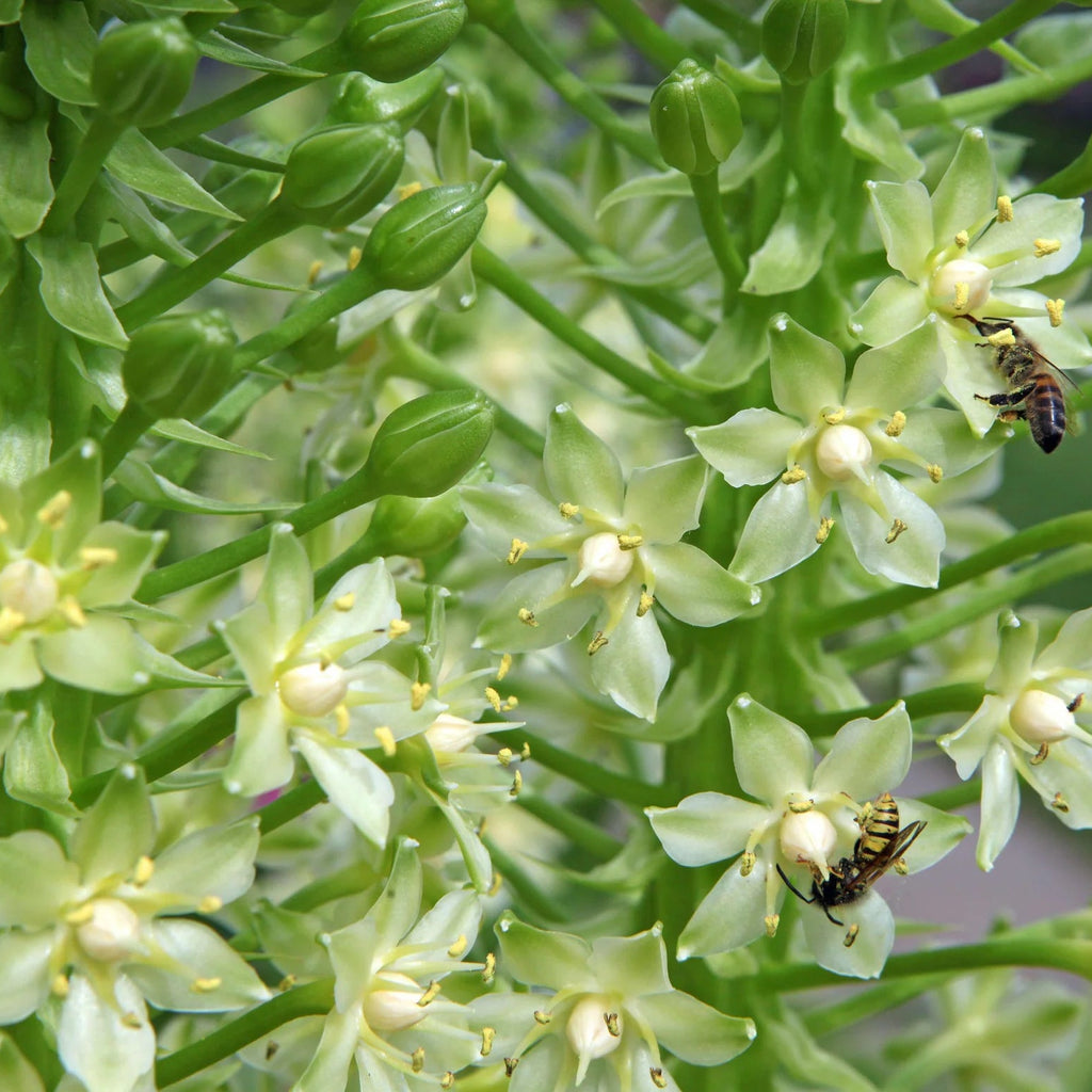 Eucomis Pole Evansii