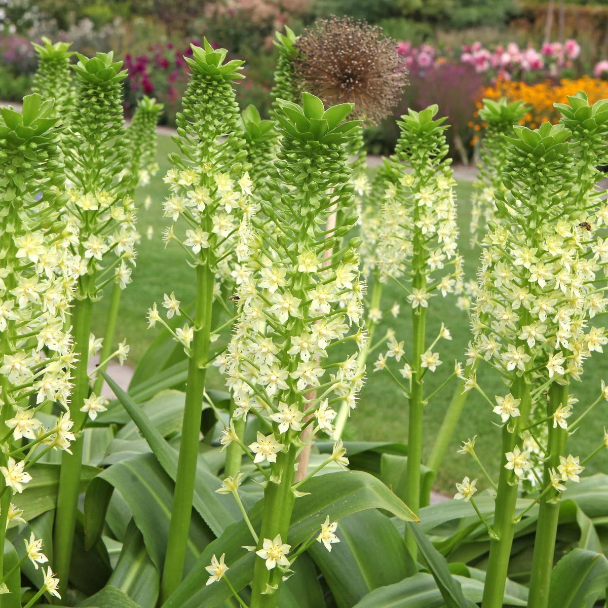 Eucomis Pole Evansii