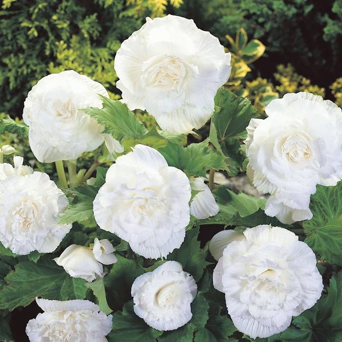 Bégonia Double Blanc