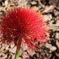 Scadoxus Rouge