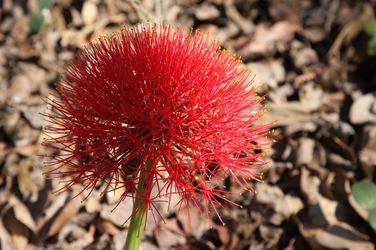 Scadoxus Rouge