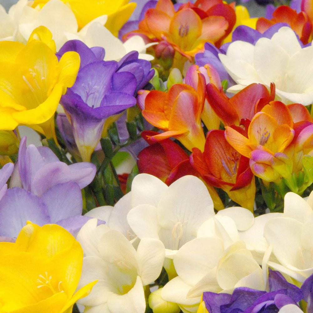 Freesia