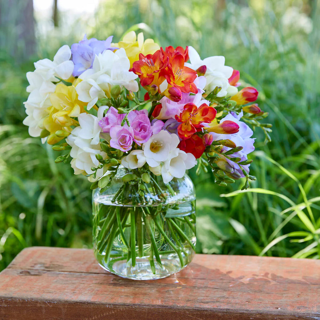 Freesia