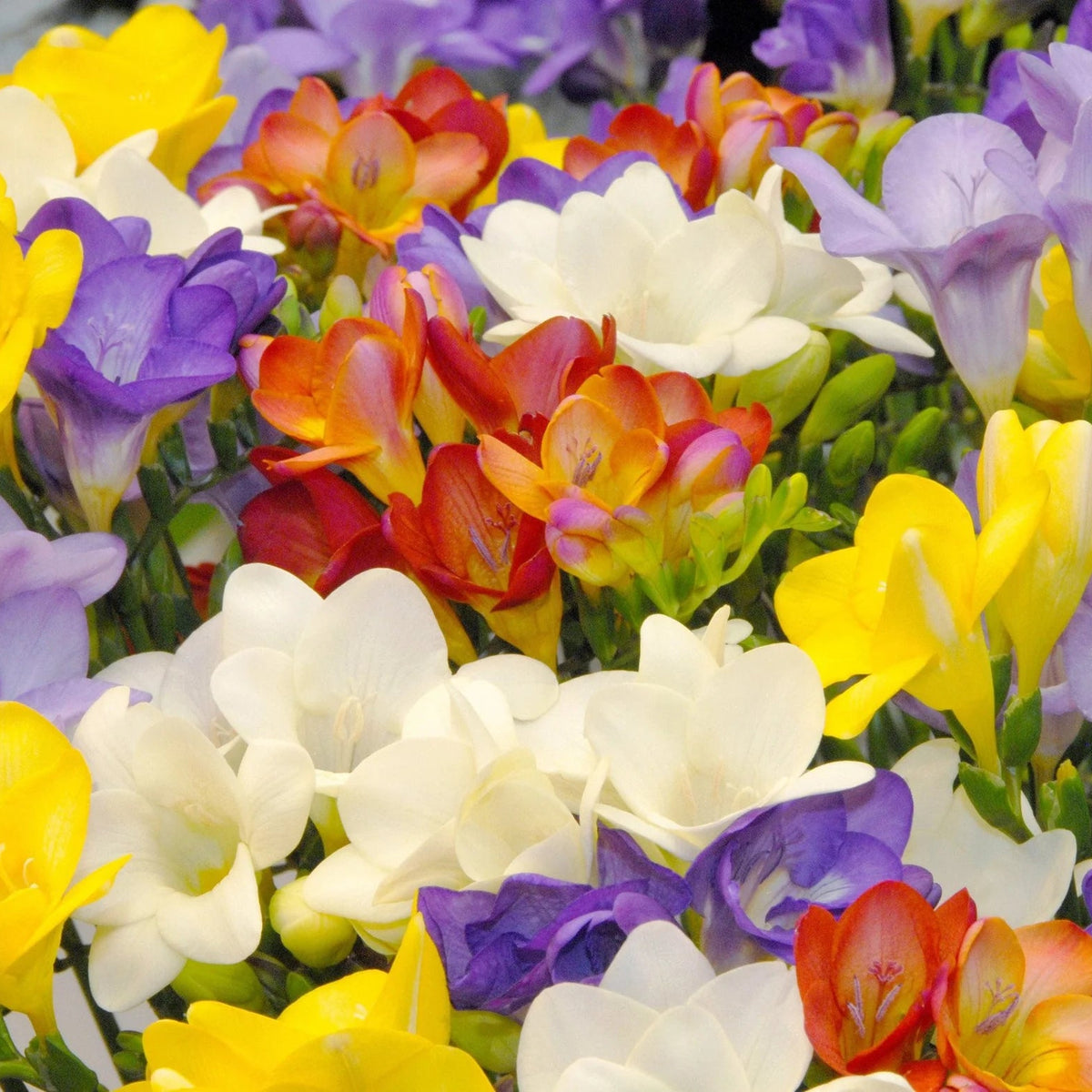 Freesia