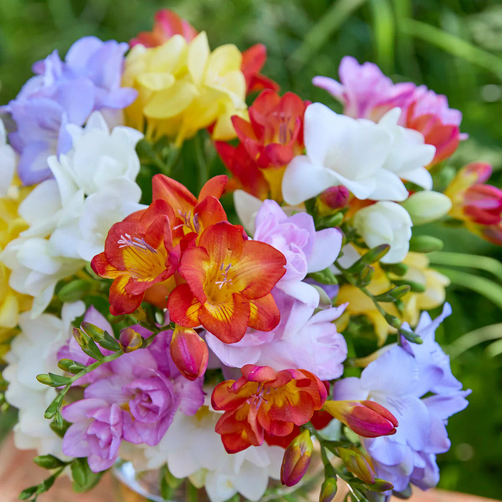 Freesia