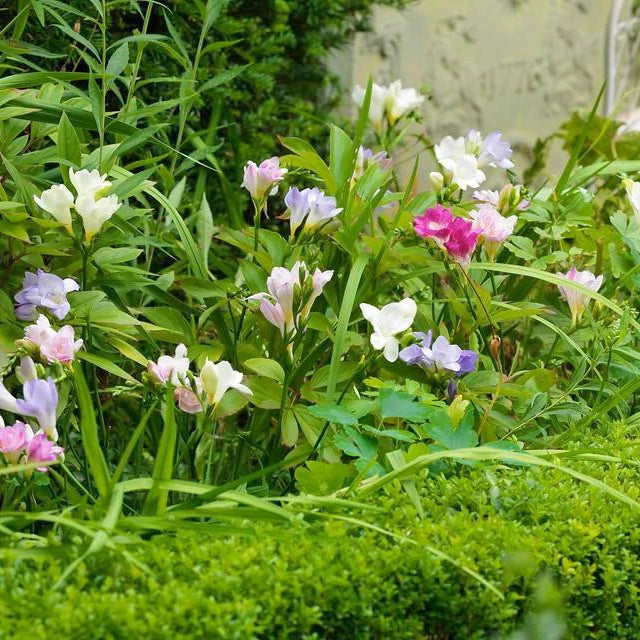 Freesia