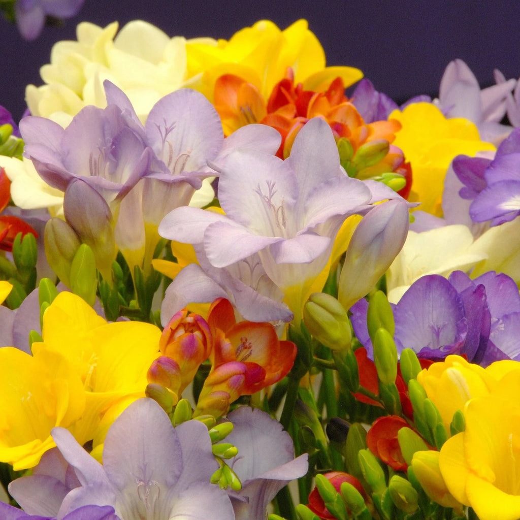 Freesia
