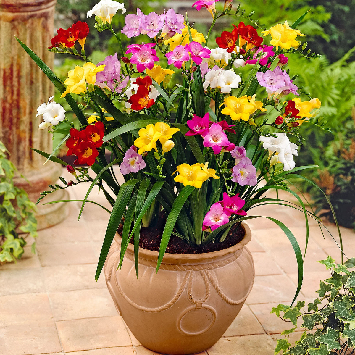 Freesia