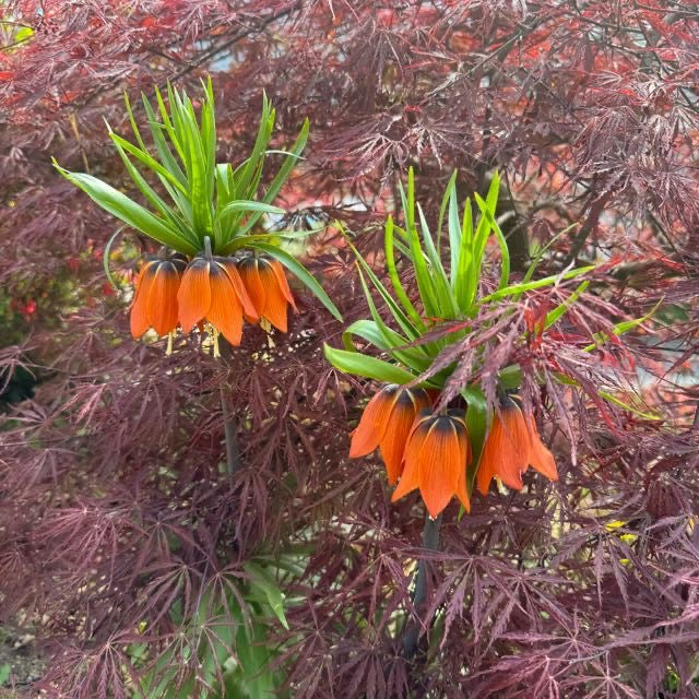 Fritillaria imperiale arancione