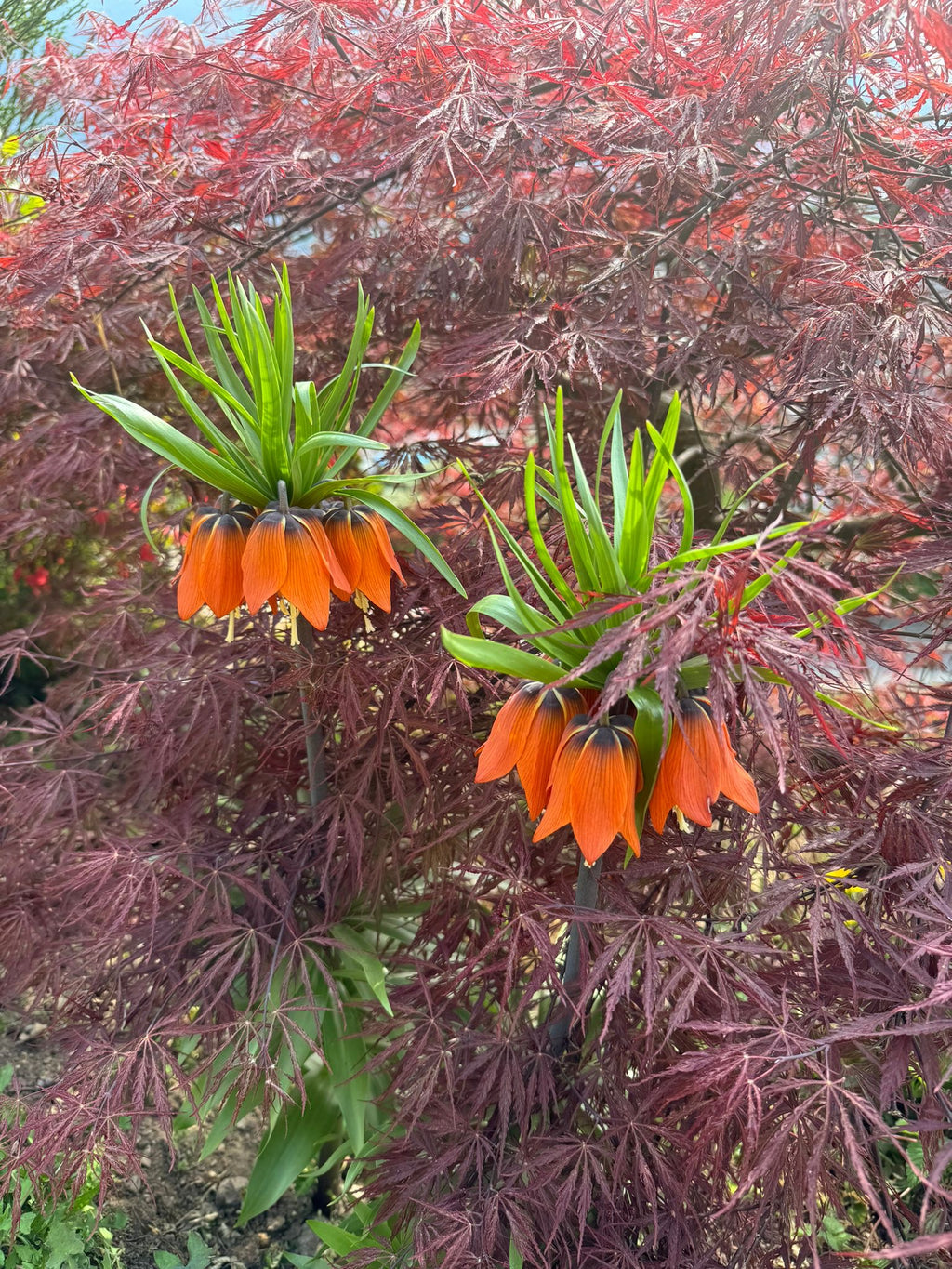Fritillaria imperiale arancione