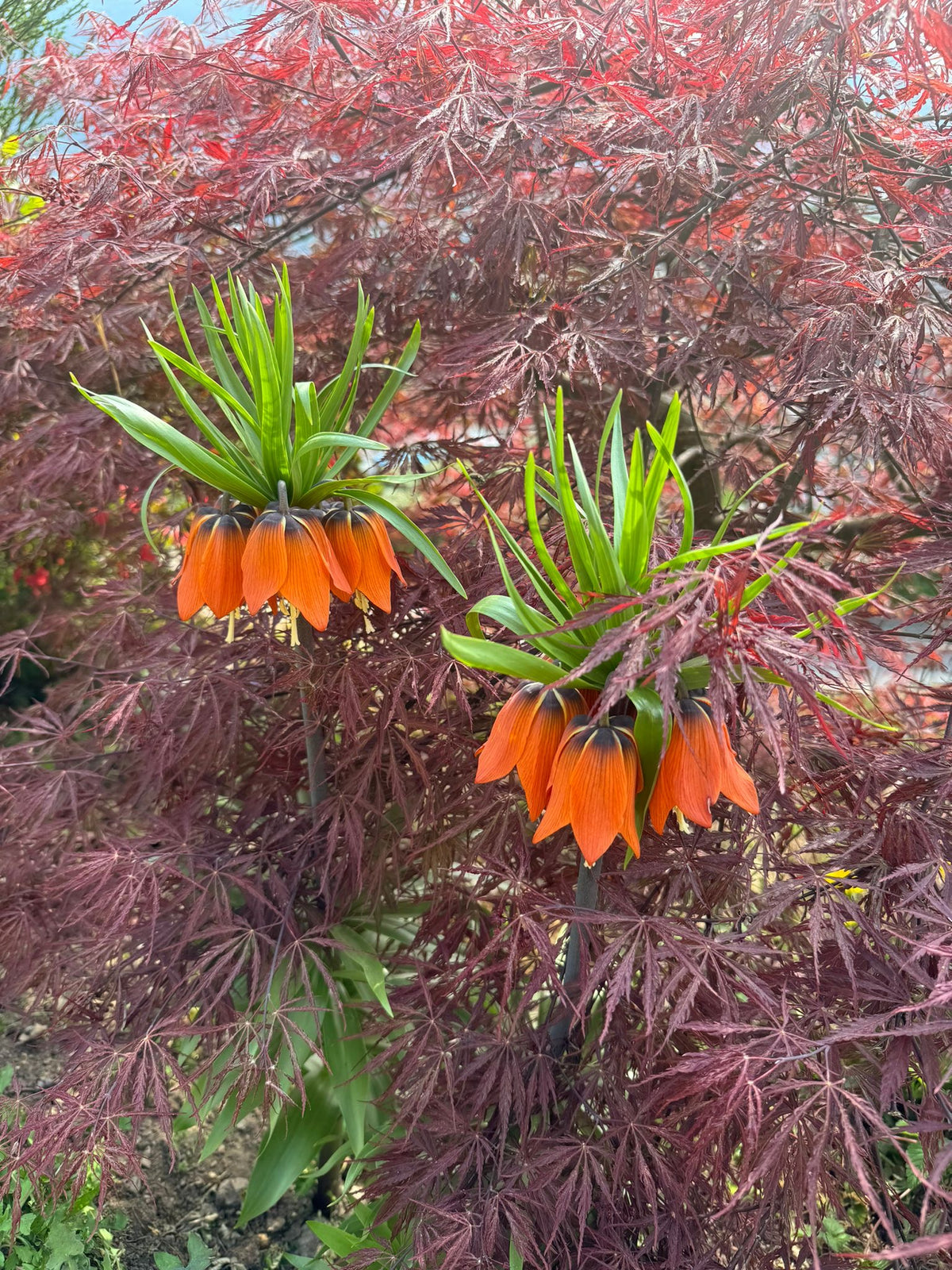 Fritillaria imperiale arancione