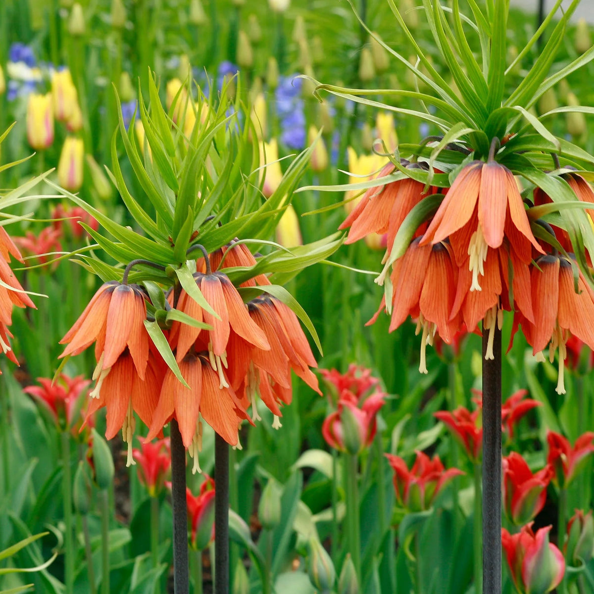 fritillaria-aurora