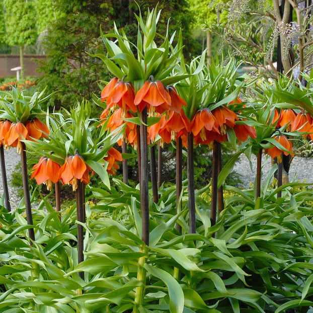 Fritillaire impériale Immagine