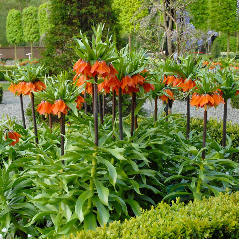 Fritillaire impériale
