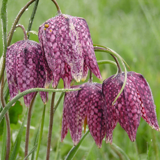 Fritillaire pintade