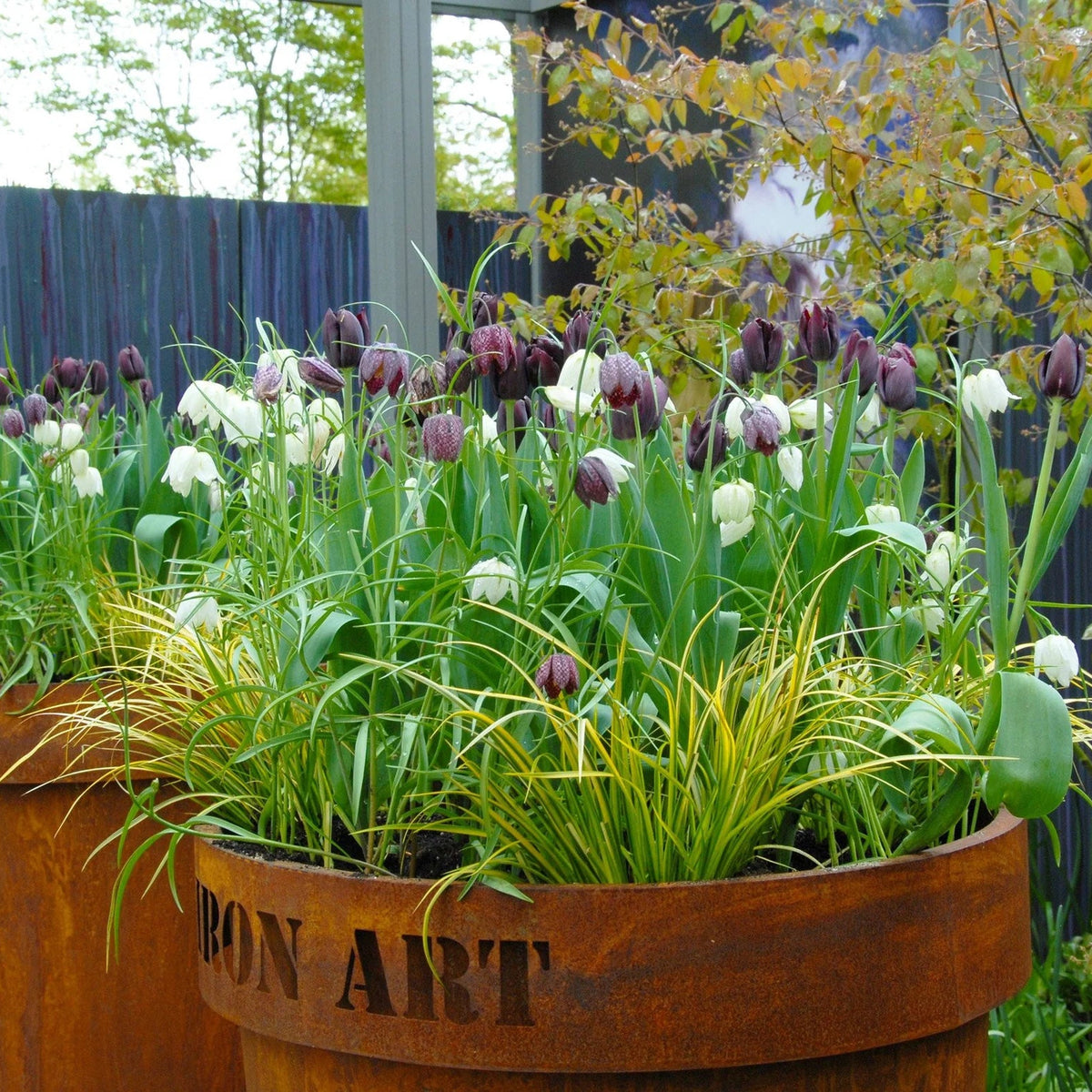 Fritillaria meleagris