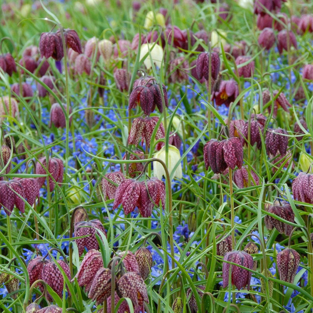 Fritillaria meleagris