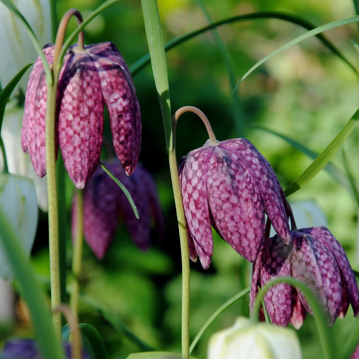 Fritillaria meleagris