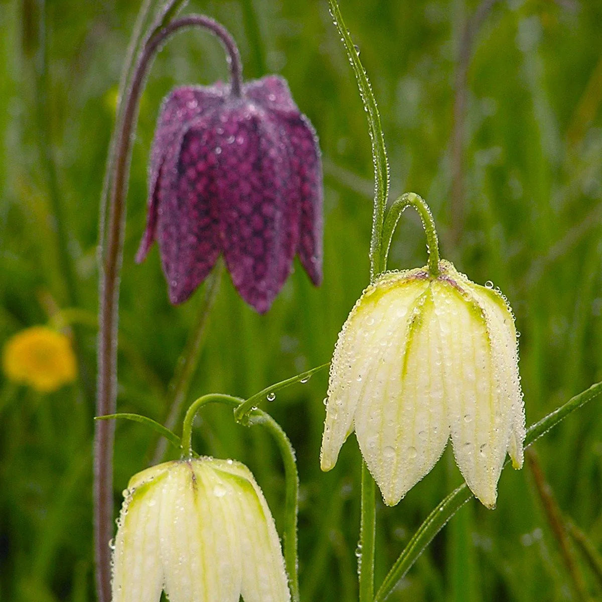 Fritillaria meleagris