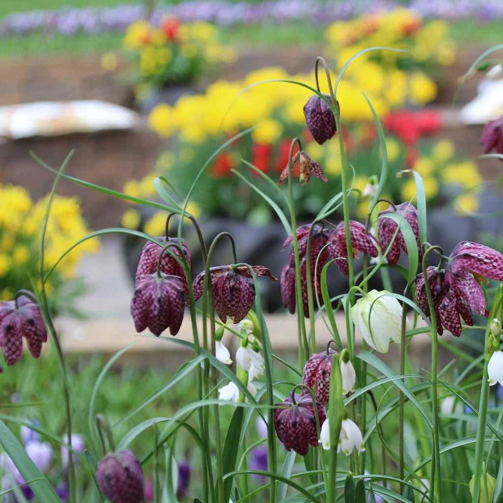 Fritillaria meleagris