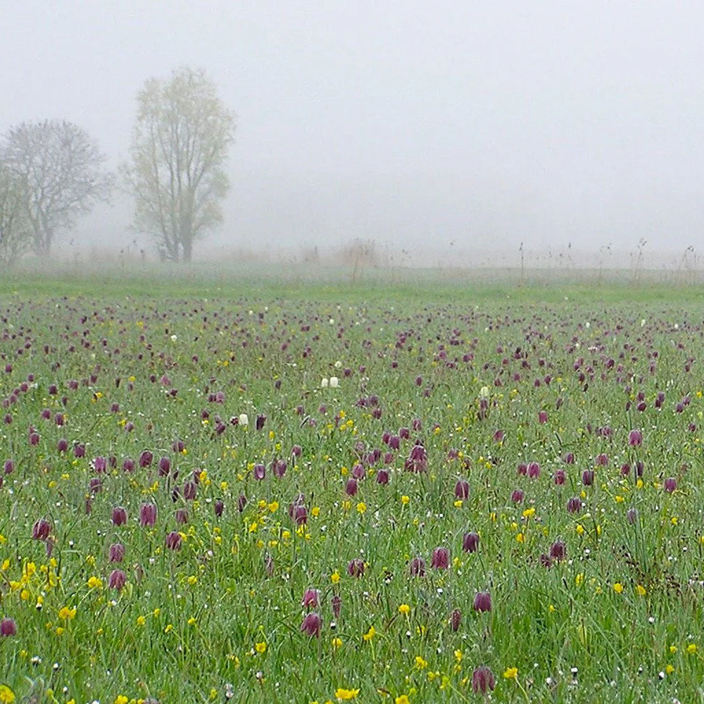 Fritillaria meleagris