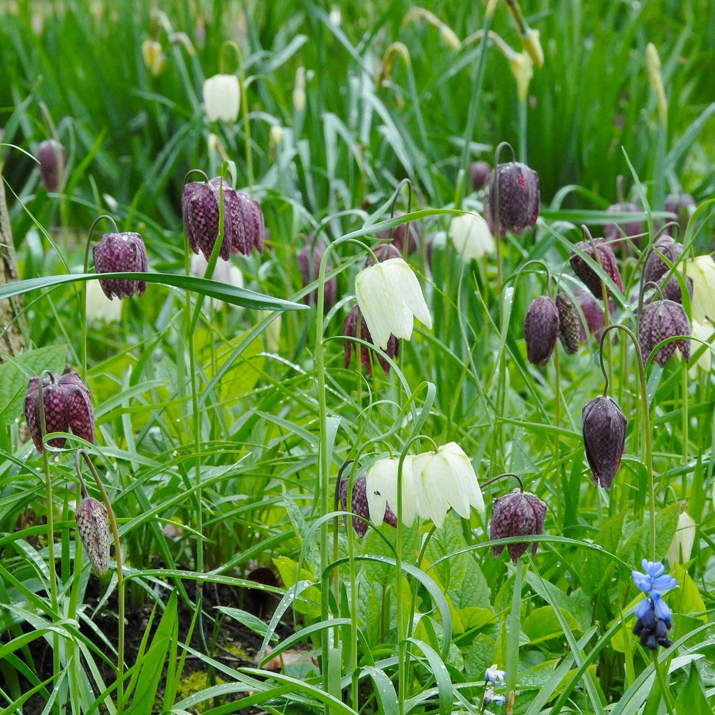 Fritillaria meleagris