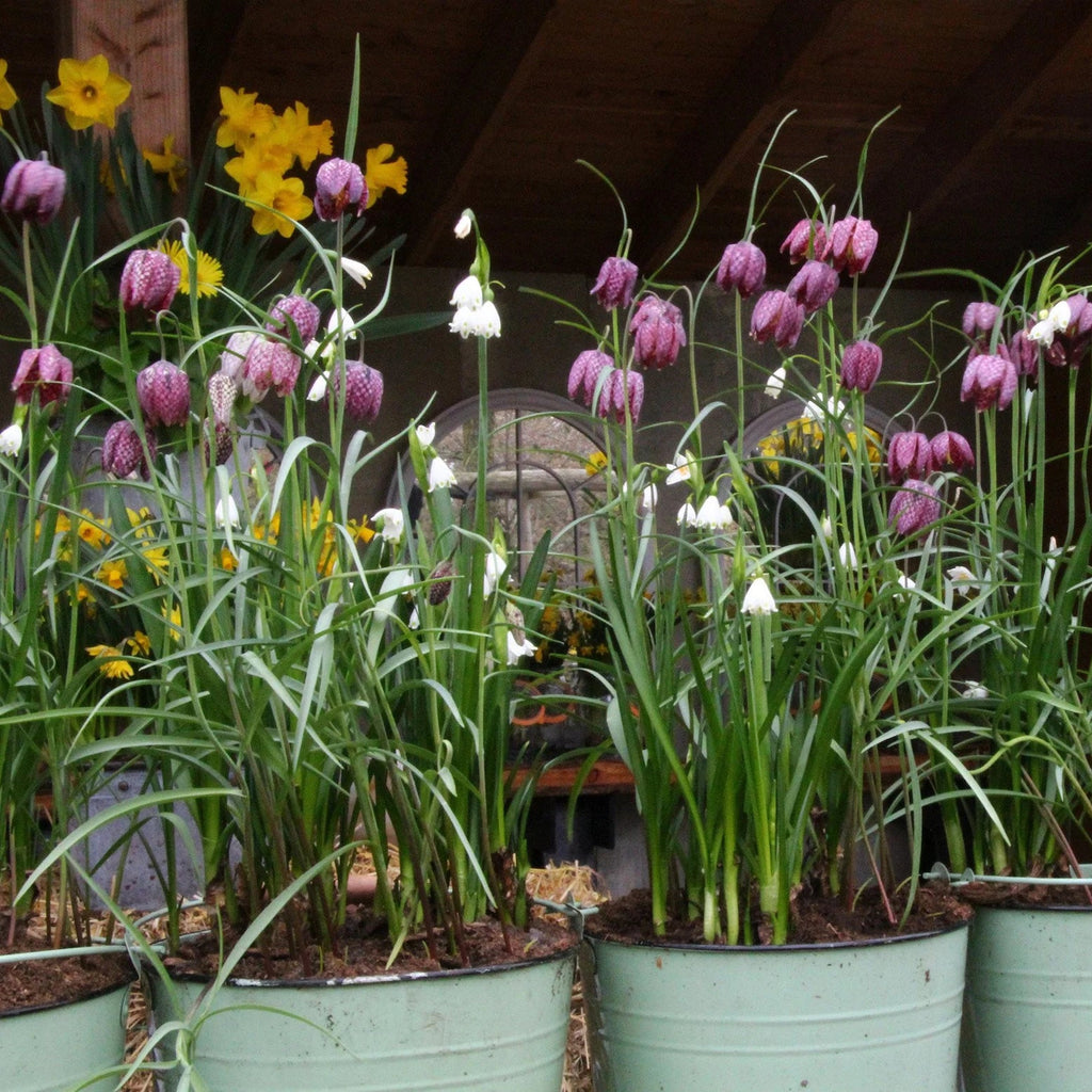 Fritillaria meleagris