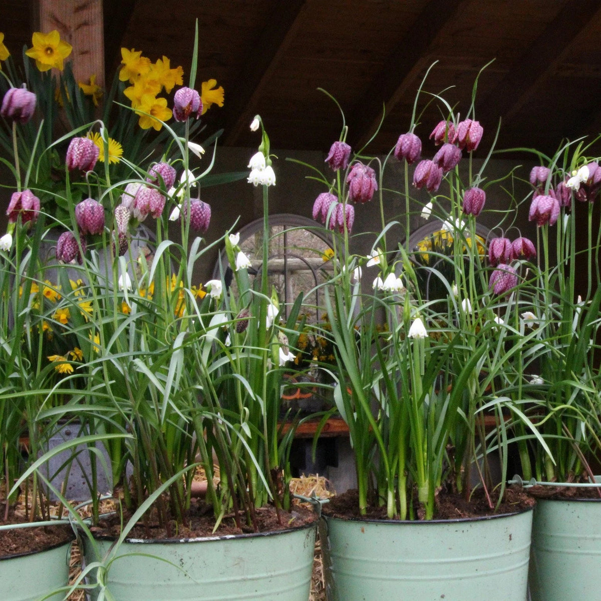 Fritillaria meleagris
