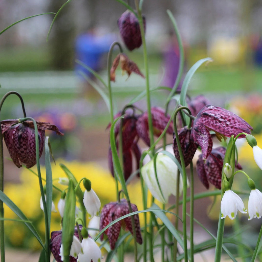 Fritillaria meleagris