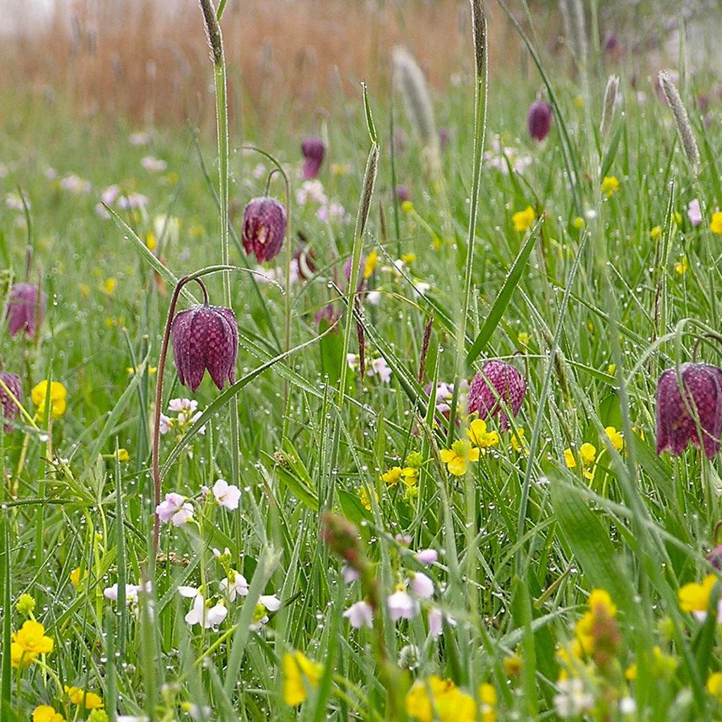 Fritillaria meleagris