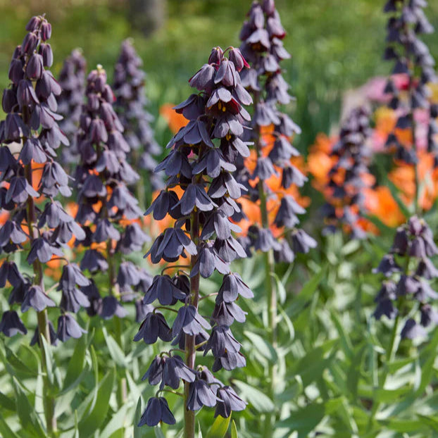 Fritillaire persica