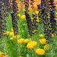 Fritillaire persica