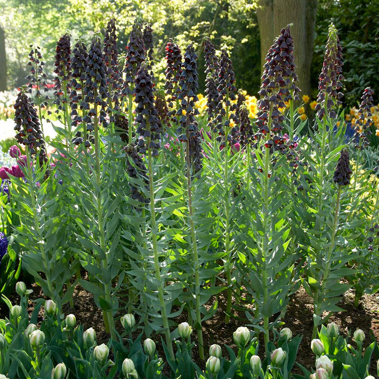 Fritillaire persica