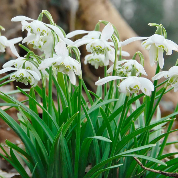 Galanthus nivalis double Imagen