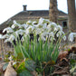Galanthus nivalis double