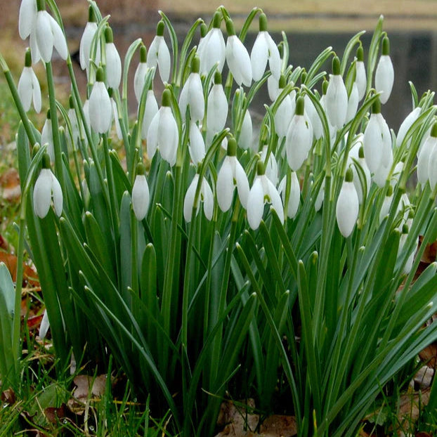 Galanthus nivalis