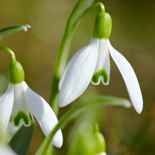 Galanthus nivalis