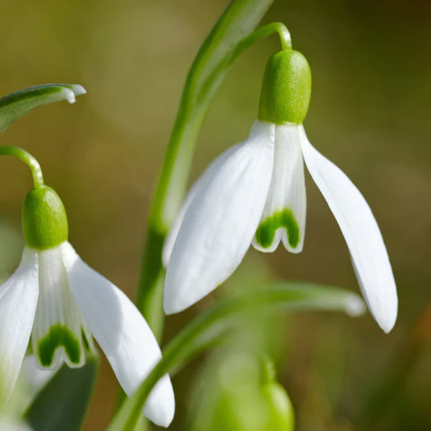 Galanthus nivalis