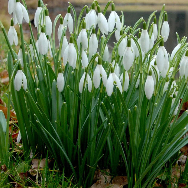 Galanthus nivalis
