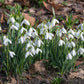 Galanthus nivalis