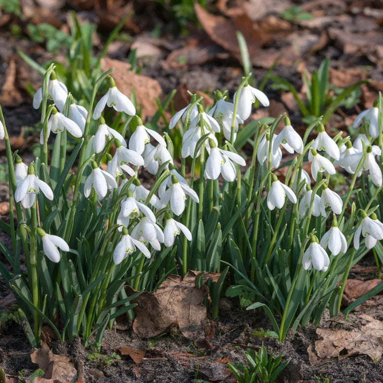 Galanthus nivalis