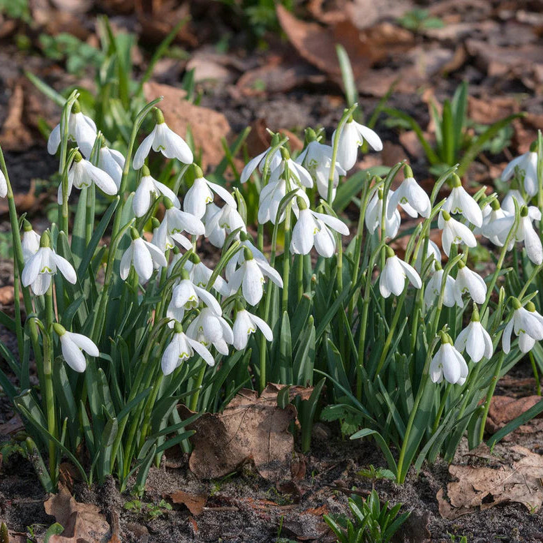 Galanthus nivalis