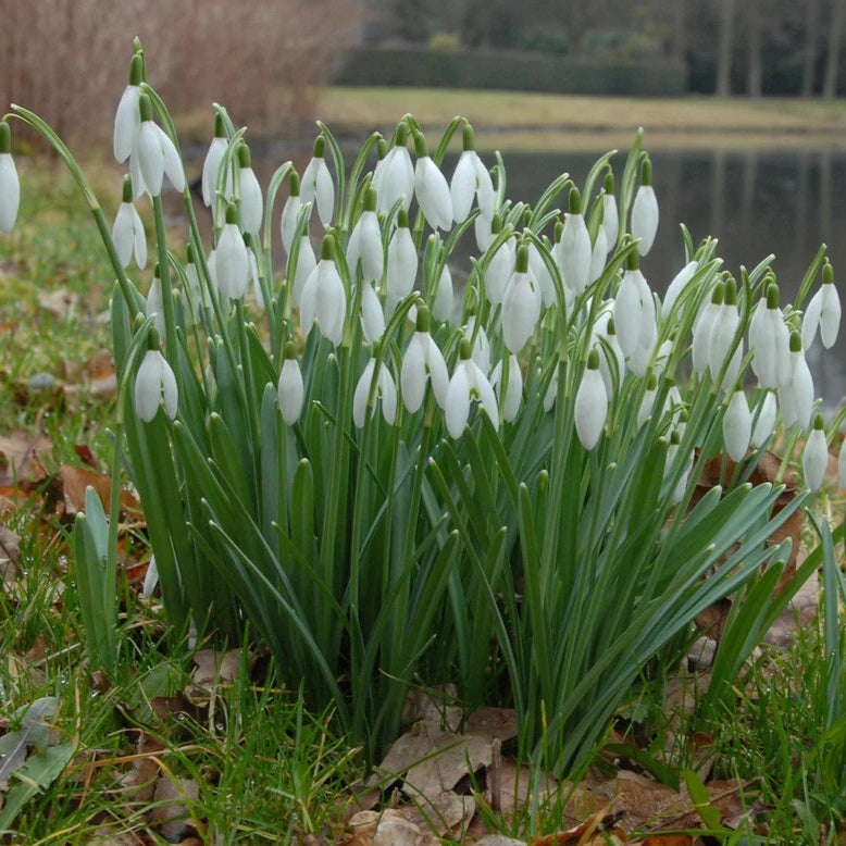 Galanthus nivalis