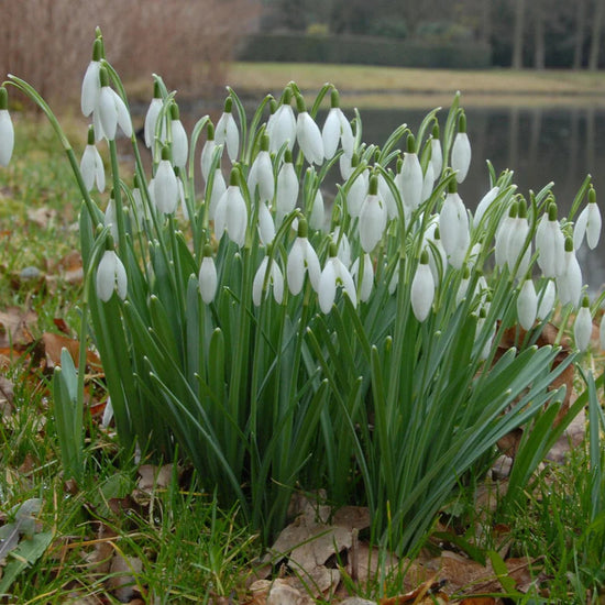 Galanthus nivalis