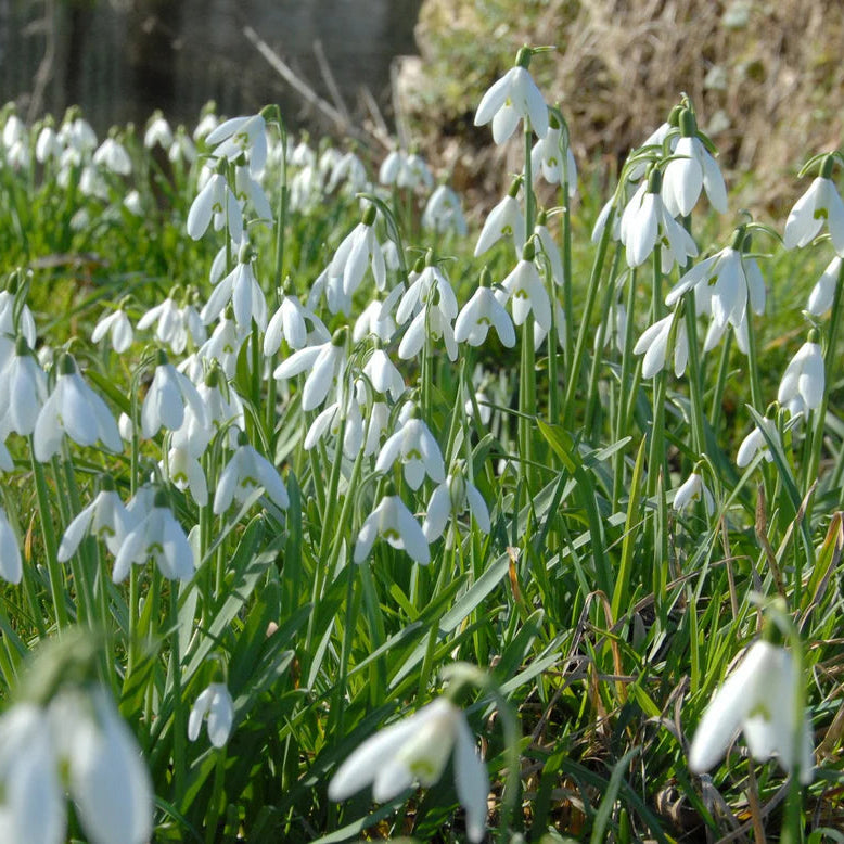 Galanthus nivalis