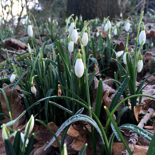 Galanthus nivalis
