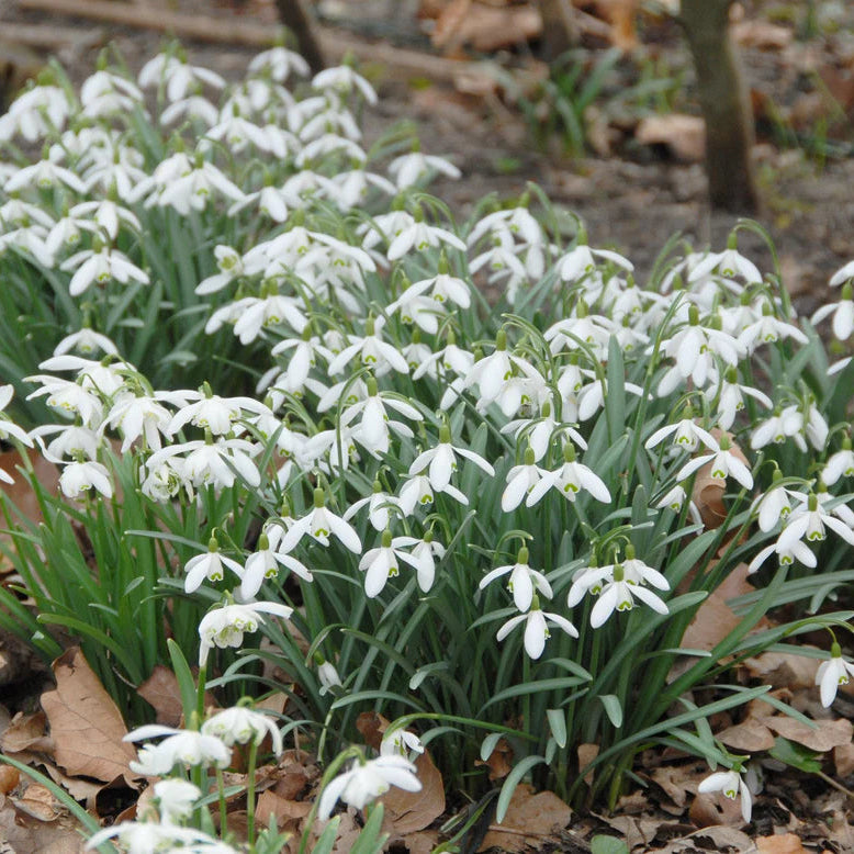 Galanthus nivalis