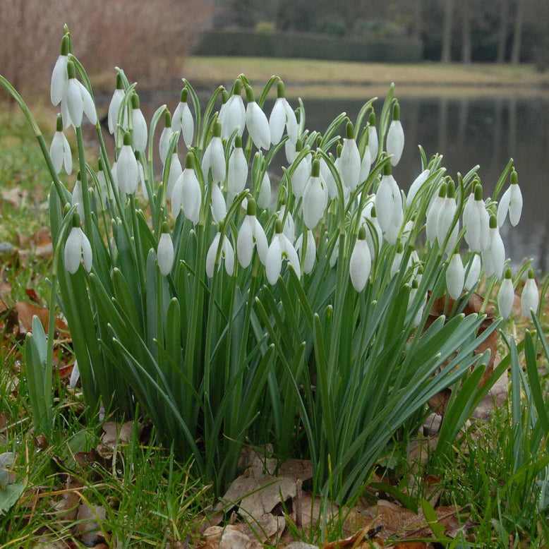Galanthus nivalis