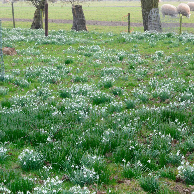 Galanthus nivalis